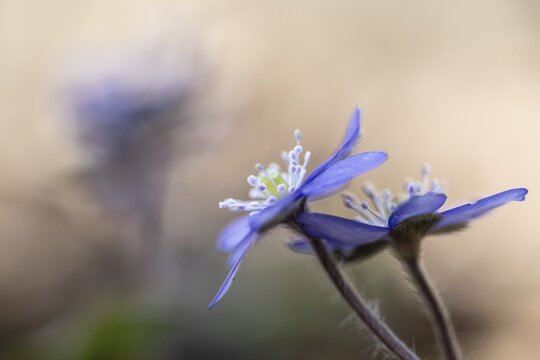 Liverwort (Hepatica nobilis), North Rhine-Westphalia, Germany