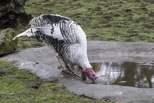 Cr&ouml;llwitz turkeys (Meleagris gallopavo f. domestica), Tierpark Nordhorn, Lower Saxony, Germany