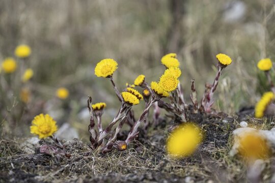 Coltsfoot (Tussilago farfara), Emsland, Lower Saxony, Germany