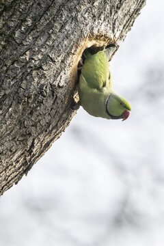 Rose-ringed parakeet (Psittacula krameri), Speyer, Rhineland-Palatinate, Germany