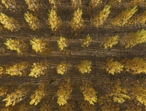 European Aspen (Populus tremula) in autumnal colours. Cultivated for timber. Aerial view. Drone shot. Granada province, Andalusia, Spain