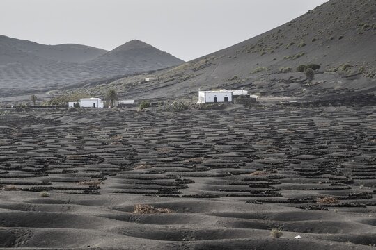 Wine growing in volcanic ash pits protected by dry stone walls, Yaiza, Lanzarote, Canary Islands, Spain