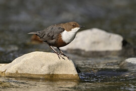White-throated Dipper (Cinclus cinclus), standing on a stone, Canton Zurich, Switzerland