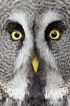 Great grey owl (Strix nebulosa), captive, Switzerland