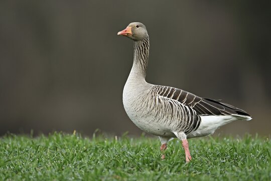 Greylag goose (Anser anser), standing in a meadow, Switzerland