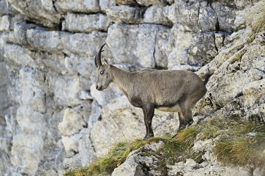 Alpine ibex (Capra ibex), with the eye disease chamois blindness (also known as chamois blindness), Canton of St. Gallen, Switzerland
