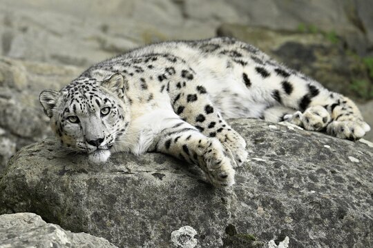 Snow leopard (Uncia uncia), lying on rocks, captive, Switzerland