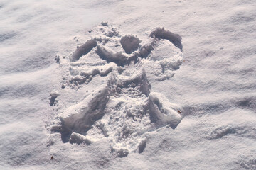 making angel in snow at a sunny winter day with fresh snow