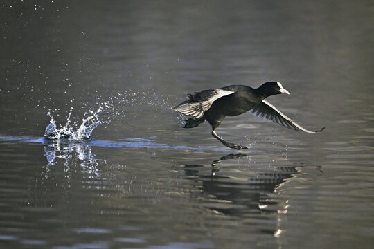 Common coot (Fulica atra), takes off running from the water, Switzerland