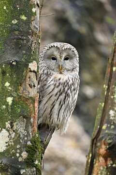 Ural owl (Strix uralensis), captive, Switzerland