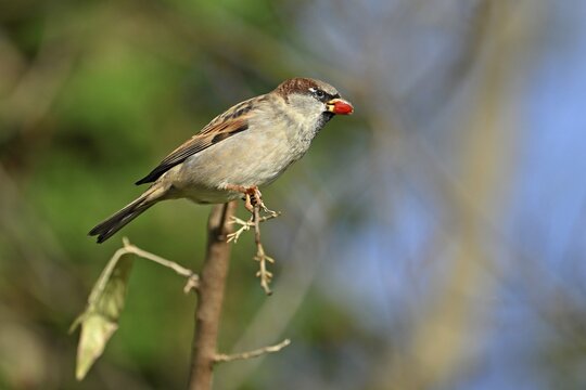 House sparrow (Passer domesticus), with fruit in its beak, Switzerland