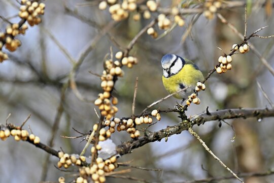 Blue tit (Cyanistes caeruleus, Syn.: Parus caeruleus), sitting on a branch, Switzerland
