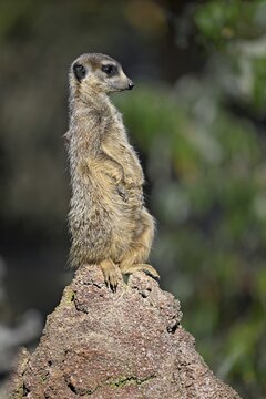 Meerkats (Suricata suricatta), alert, captive, Switzerland