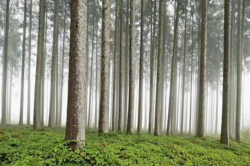 Foggy coniferous forest, Horben, Canton Aargau, Switzerland