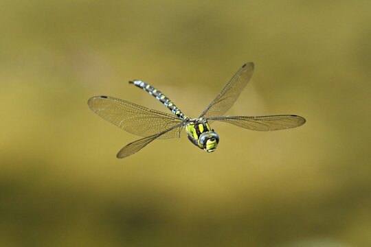 Emperor dragonfly (Anax imperator), in flight, Selger Moor, Canton Zurich, Switzerland