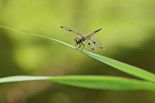 Four-spotted chaser (Libellula quadrimaculata), sitting on a reed, Canton Zurich, Switzerland
