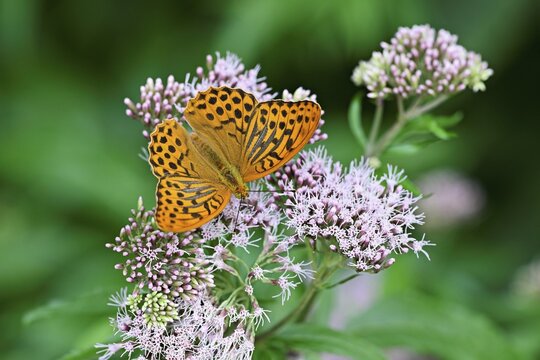 Silver-washed fritillary (Argynnis paphia), on common water eupatorium (Eupatorium cannabinum rosa), Switzerland