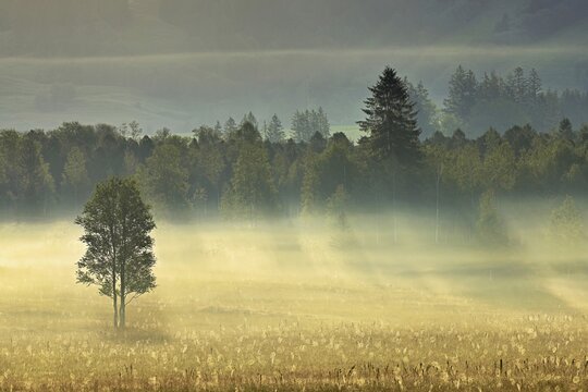 Tree in the early morning mist, high moor of Rothenthurm, Canton Schwyz, Switzerland
