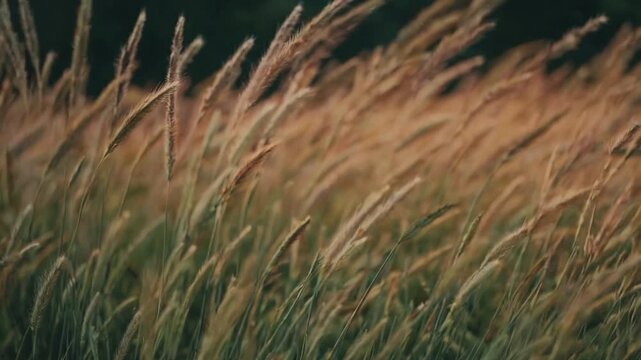 Cinematic Tall Grass Swaying in Warm Golden Hour Light with Shallow Depth of Field