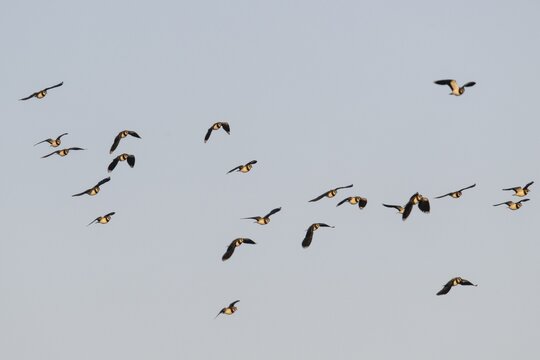 Northern lapwings (Vanellus vanellus), flying, Emsland, Lower Saxony, Germany