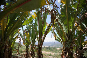 Ethiopia landscape on a cloudy winter day.
