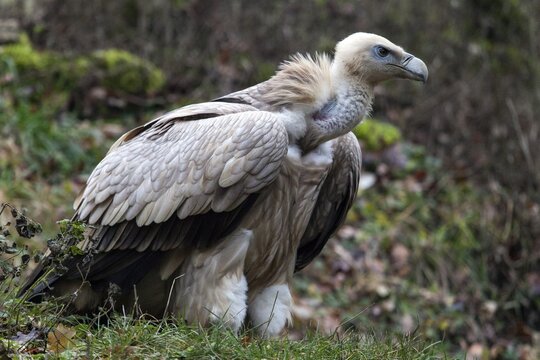 Griffon vulture (Gyps fulvus), captive, Bad Mergentheim Wildlife Park, Baden-W&uuml;rttemberg, Germany