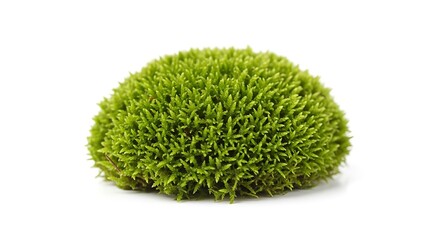 Vibrant Green Moss Ball Isolated on White