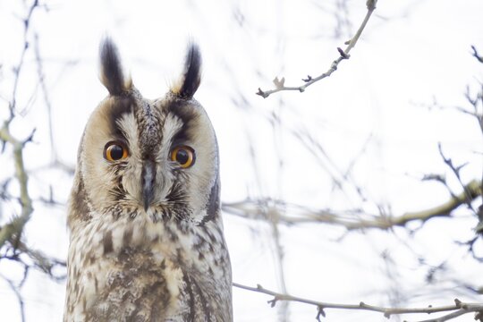 Long-eared owl (Asio otus), animal portrait, Hesse, Germany