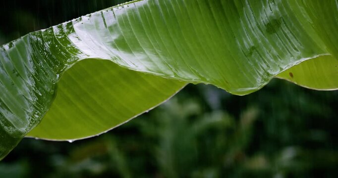Lush banana leaf dripping with rain in a tropical setting, rich green on green tones as water droplets fall, serene rainforest mood ideal for nature backgrounds, wellness, and atmospheric design