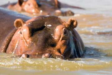 Fototapeta premium Ethiopian hippopotamus on a cloudy winter day.
