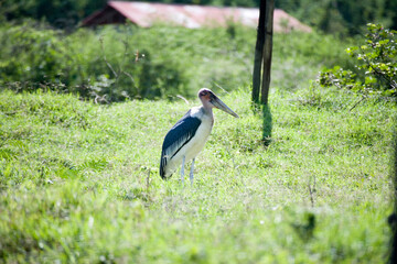 Ethiopian marabou close-up.