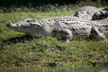 Obraz premium Ethiopian crocodile on a cloudy autumn day.