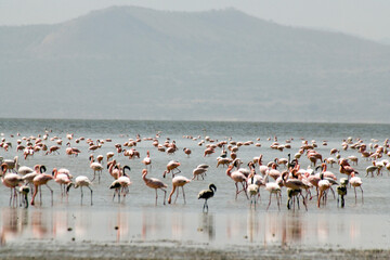 Ethiopian flamingos on a cloudy winter day.