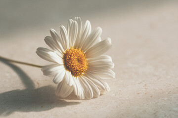 White flower with yellow center is on a white background