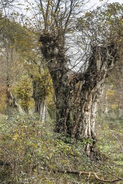 Autumnal Hutewald, Grafschaft Bentheim, Lower Saxony, Germany