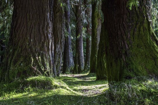 Tree trunks in an avenue, Madeira, Portugal