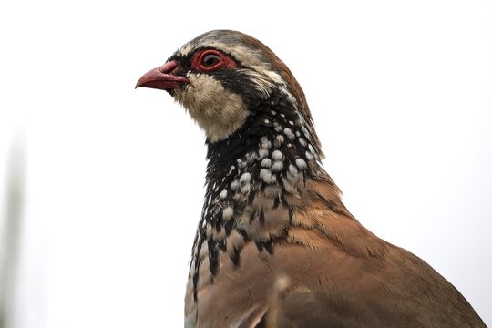 Red-legged partridge (Alectoris rufa), Madeira, Portugal