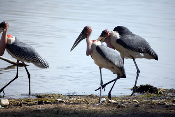 Ethiopian marabou close-up.