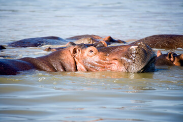Fototapeta premium Ethiopian hippopotamus on a cloudy winter day.