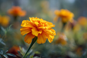 Close up of a single orange flower in a field of green grass