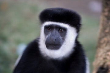 Obraz premium Ethiopian eastern colabus on a cloudy winter day.