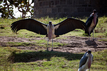 Ethiopian marabou close-up.
