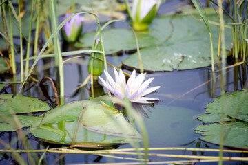 Ethiopia lily on a cloudy winter day.