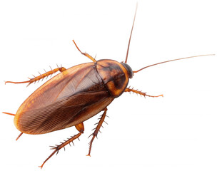A realistically detailed, brown American cockroach with a shiny exoskeleton and long antennae, positioned in a crawling pose against a partially visible, chaotic, isolated on transparent background.