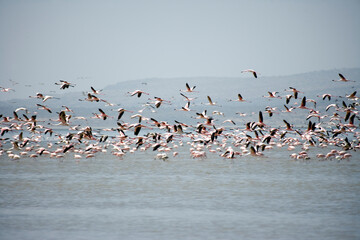 Ethiopian flamingos on a cloudy winter day.