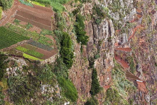 View from the glass-bottom skywalk viewing platform of the cliffs with terraced fields, Cabo Girao, Camara de Lobos, south coast, Madeira, Portugal