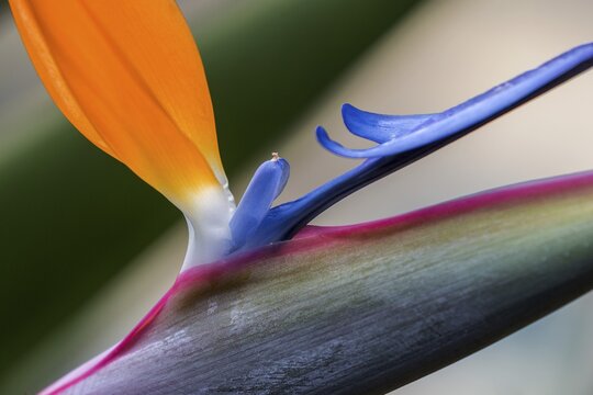 Flower of the Strelitzia (Strelitzia), detailed view, Madeira, Portugal