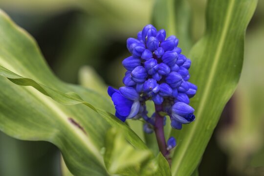 Blossom of the blue gingers (Dichorisandra thyrsiflora), Madeira, Portugal