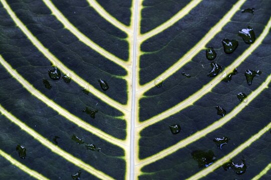 Detailed view of a leaf with yellow veins and water droplets, detail view, Madeira, Portugal