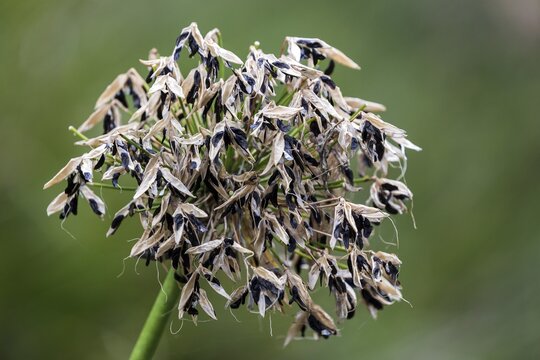 Faded inflorescence of the ornamental lily (Agapanthus), Madeira, Portugal